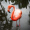 Ingó-bingó-flamingó...