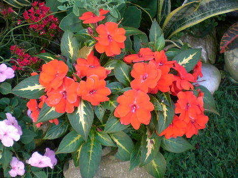 kertem 2011 13
