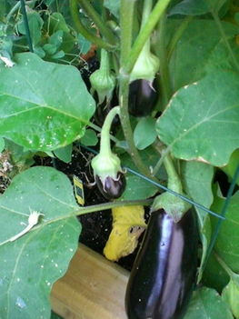kertem 2011 16