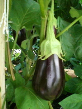 kertem 2011 7