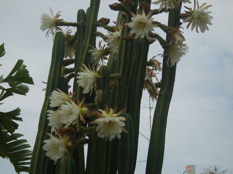 orias kaktusz.