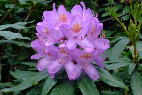 Rododendronok