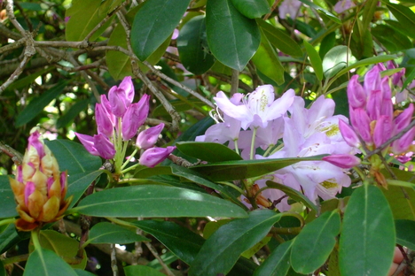 Rododendronok