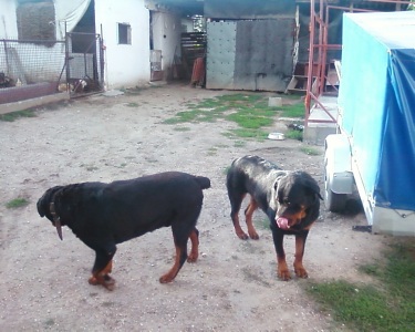 Roxi és Atosz.