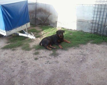 Roxi-pihen.