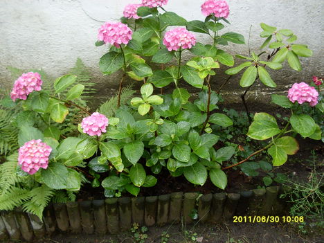 Virágzó hortenzia