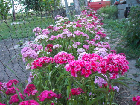 DSCF1497 törökszekfük