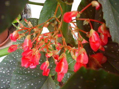 DSCF1571 fukszia
