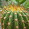 Kép 2009.12 óriás kaktusz