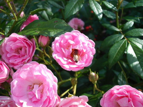 Kép 2009.12 rózsa