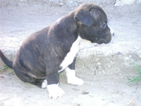 zsigi 077