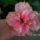Hibiszkuszaim