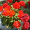 Hollókő,Utcabál,virágaim, tulipánfa. 052