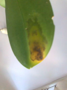 beteg 2