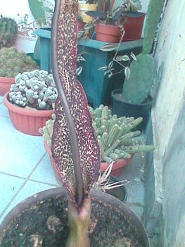 Kép0194