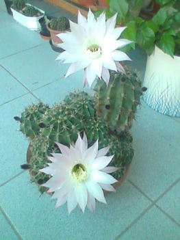 Kép0228