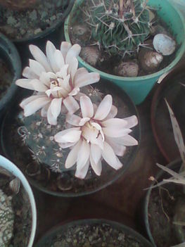 Kép0236
