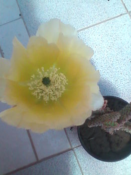 Kép0239