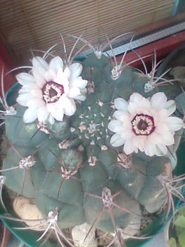 Kép0242