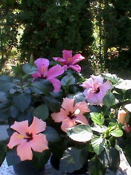 2011. szept.13. DSC03886