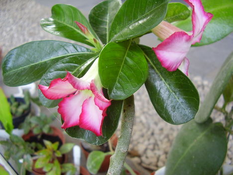 Adenium