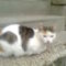 cila cica