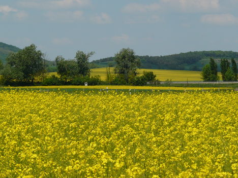 Csak szép: repce tábla  (május)
