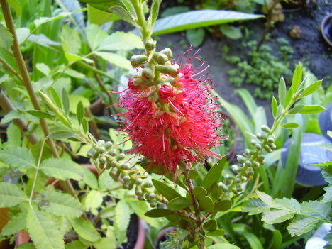 P1130376
