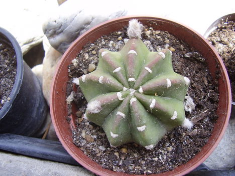 P1180060