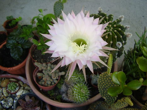 P2190006