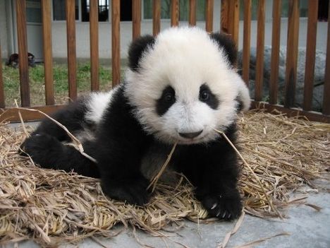 Panda somnorici...