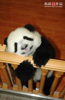 Ursulețul Panda