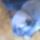 elado