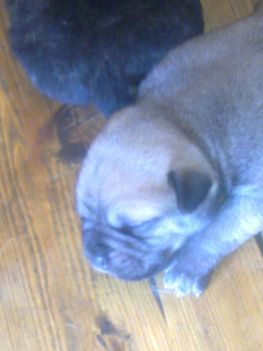 for sale