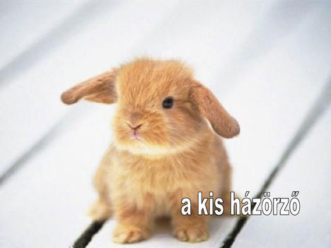 A kis hazorzo