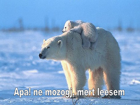 Apa! Ne mozogj, mert leesem..