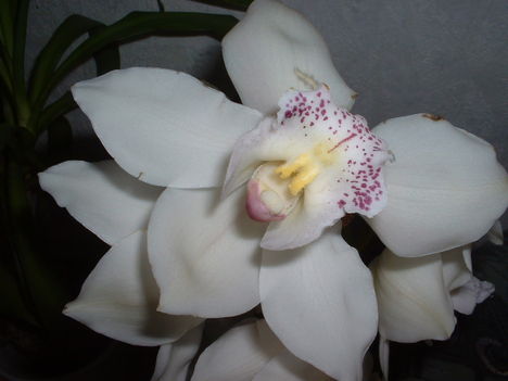 Cymbidium