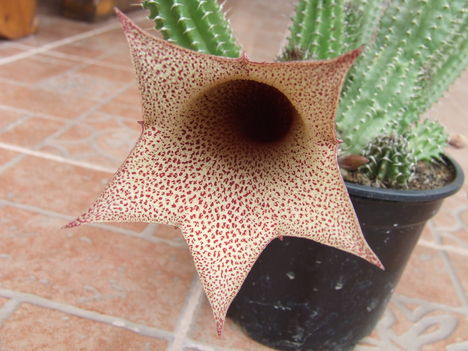 DSCF4595