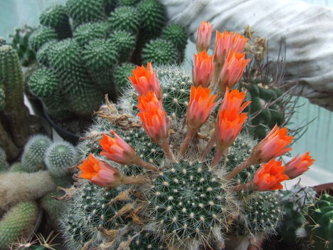 DSCF4605