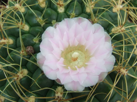 DSCF4634
