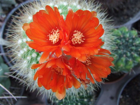 DSCF4642