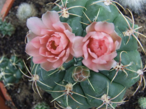 DSCF4645