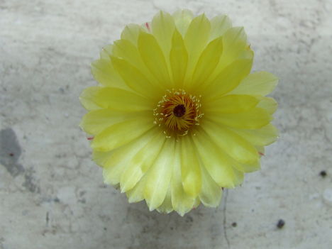 DSCF4656