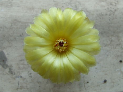 DSCF4665