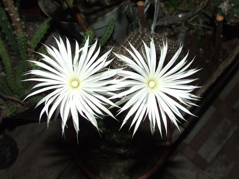 DSCF4668