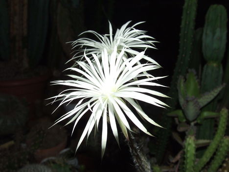 DSCF4673