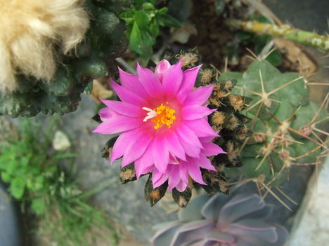 DSCF4678