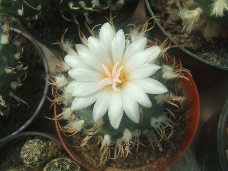 DSCF4682