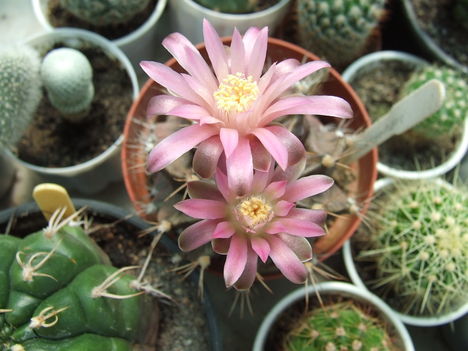 DSCF4692