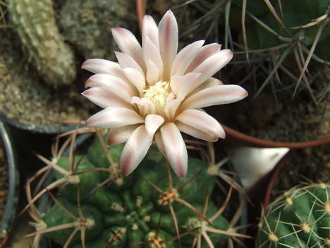 DSCF4693